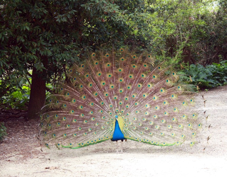 paon fait la roue male