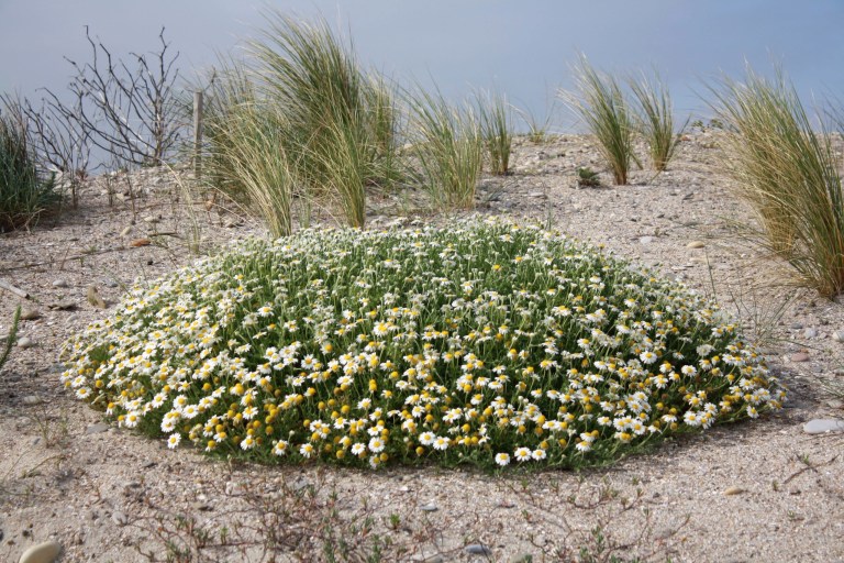 paquerette printemps