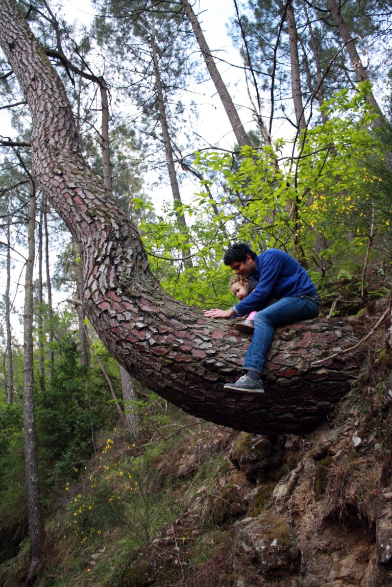 monter-dans-les-arbres