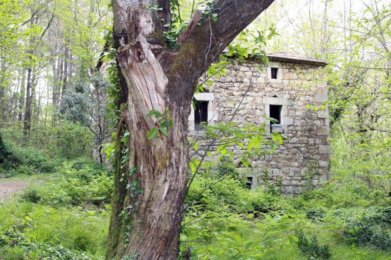 promenade-dans-les-bois