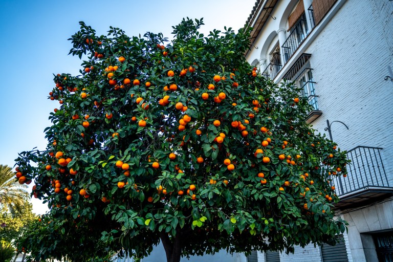 séville-voyager-avec-enfants (47 sur 75)