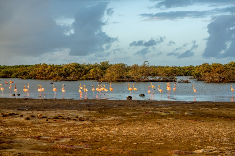Bonaire-voyager-enfants-caraibes-île (11 sur 54)