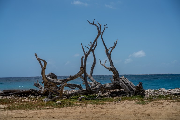 Bonaire-voyager-enfants-caraibes-île (23 sur 54)