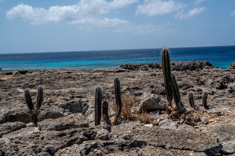 Bonaire-voyager-enfants-caraibes-île (42 sur 54)