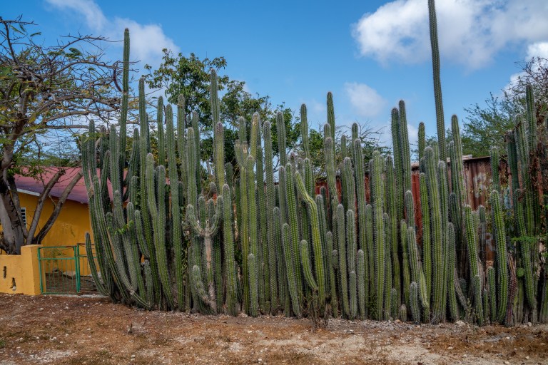 Voyage - Bonaire- ile- vacances-caraibes-famille (1 sur 3)