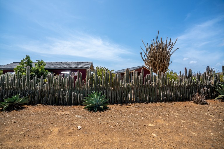 Voyage - Bonaire- ile- vacances-caraibes-famille (16 sur 56)