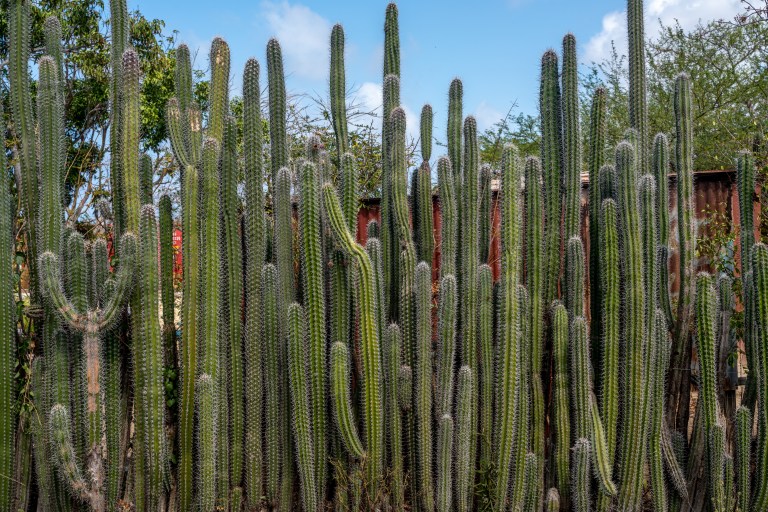 Voyage - Bonaire- ile- vacances-caraibes-famille (2 sur 3)