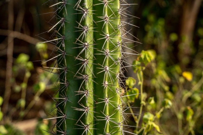 Voyage - Bonaire- ile- vacances-caraibes-famille (38 sur 56)