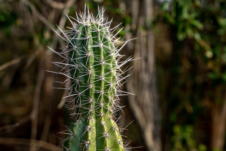 Voyage - Bonaire- ile- vacances-caraibes-famille (40 sur 56)