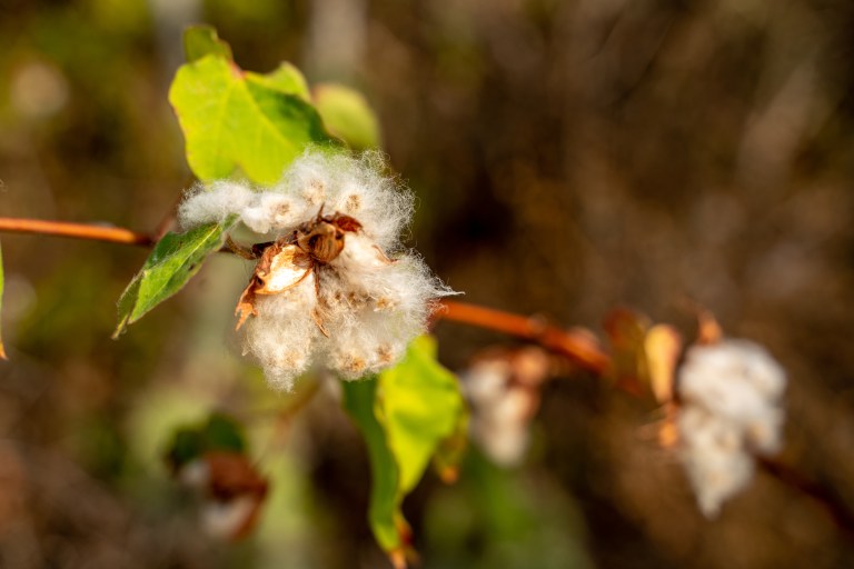 Voyage - Bonaire- ile- vacances-caraibes-famille (41 sur 56)