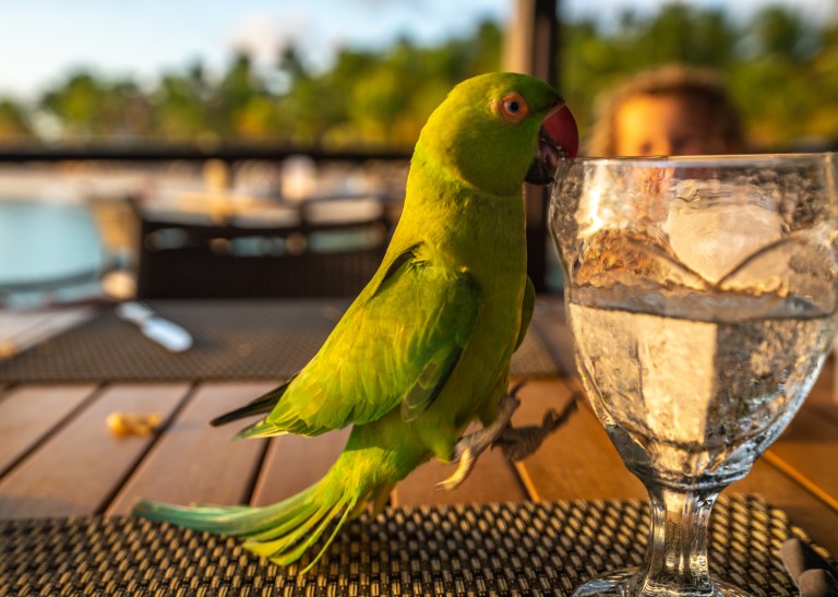 Voyage - Bonaire- ile- vacances-caraibes-famille (52 sur 56)