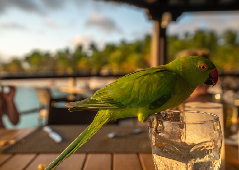Voyage - Bonaire- ile- vacances-caraibes-famille (54 sur 56)