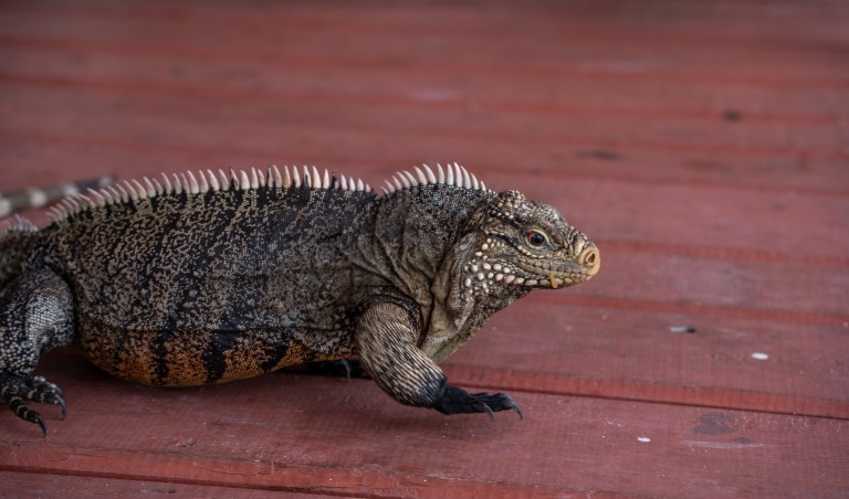 Trinidad-Cuba-voyage-famille-roadtrip (14 sur 48)